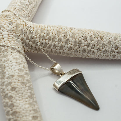 Great White Tooth Pendant